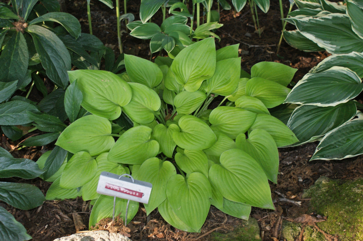 Gold Edger Hosta