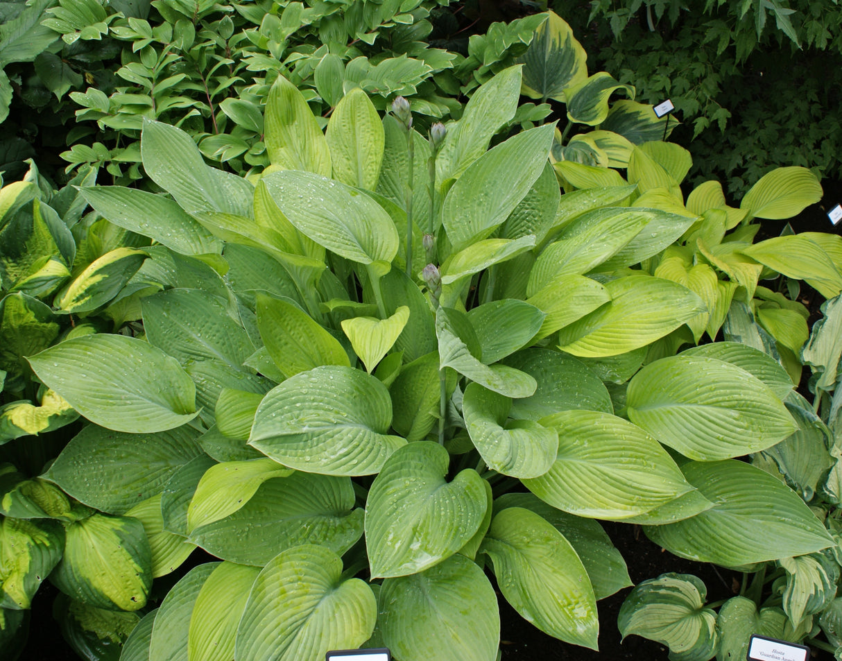 Gold Regal Hosta