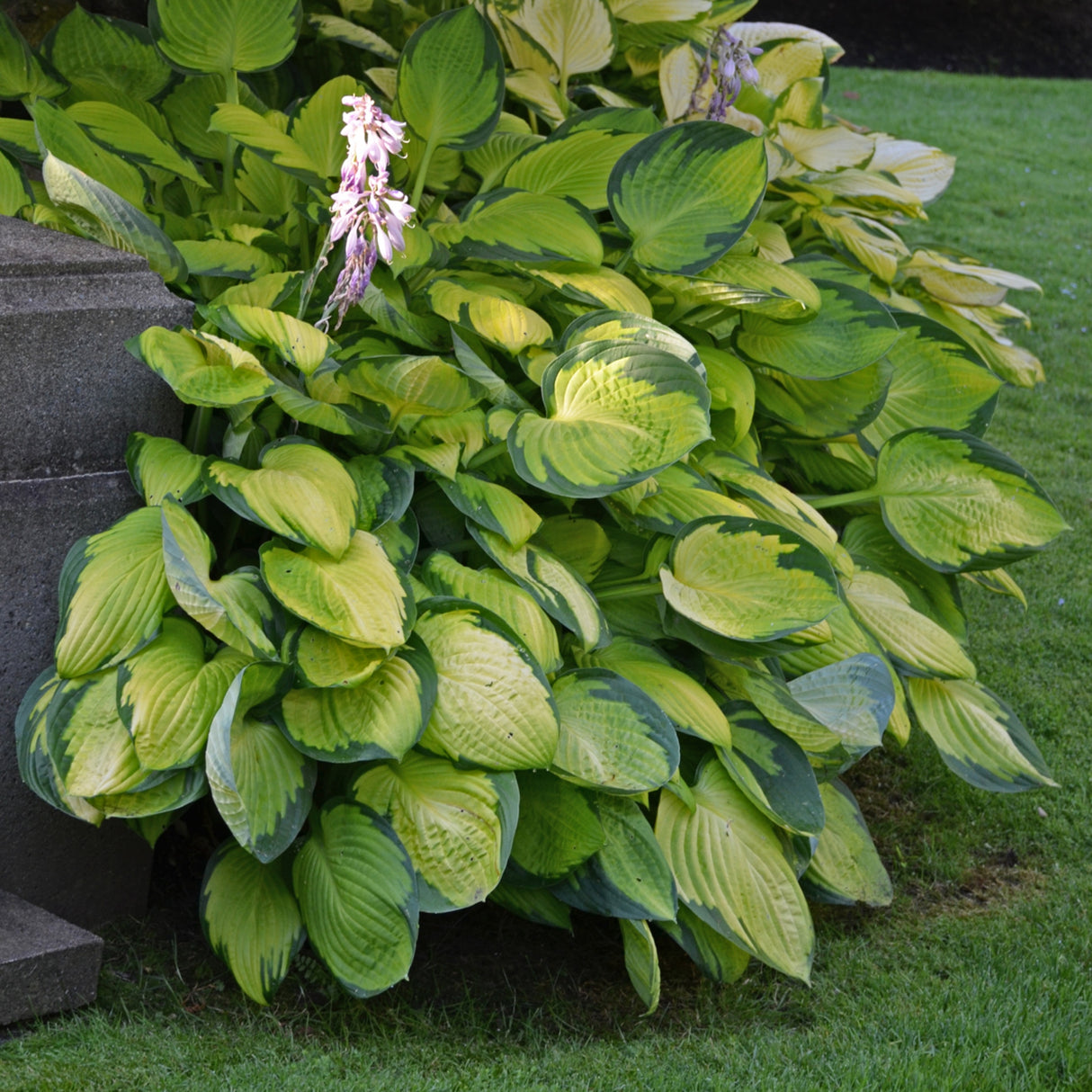 Gold Standard Hosta
