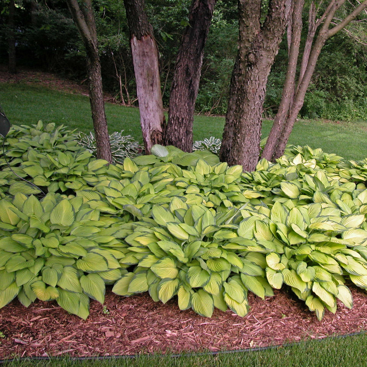 Gold Standard Hosta