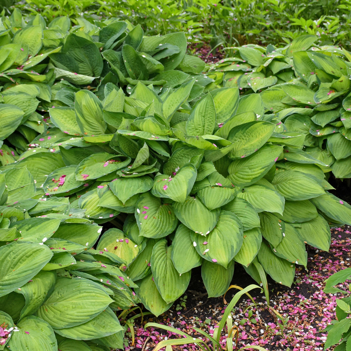 Gold Standard Hosta