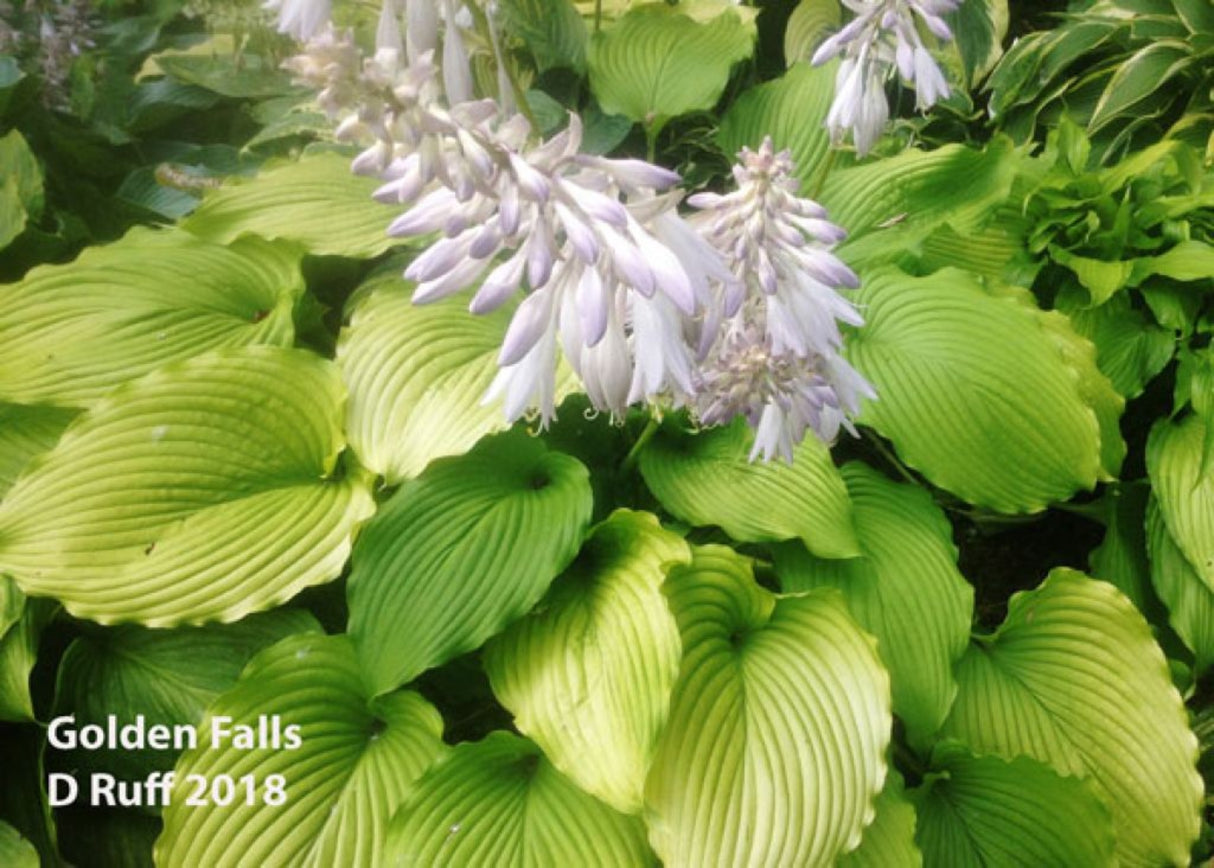 Golden Falls Hosta