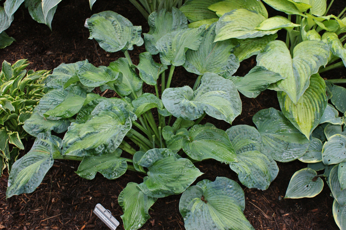 Golden Meadows Hosta