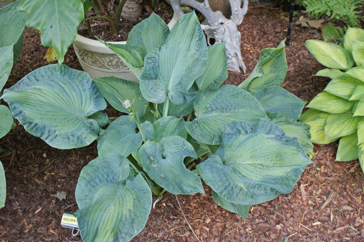 Golden Meadows Hosta