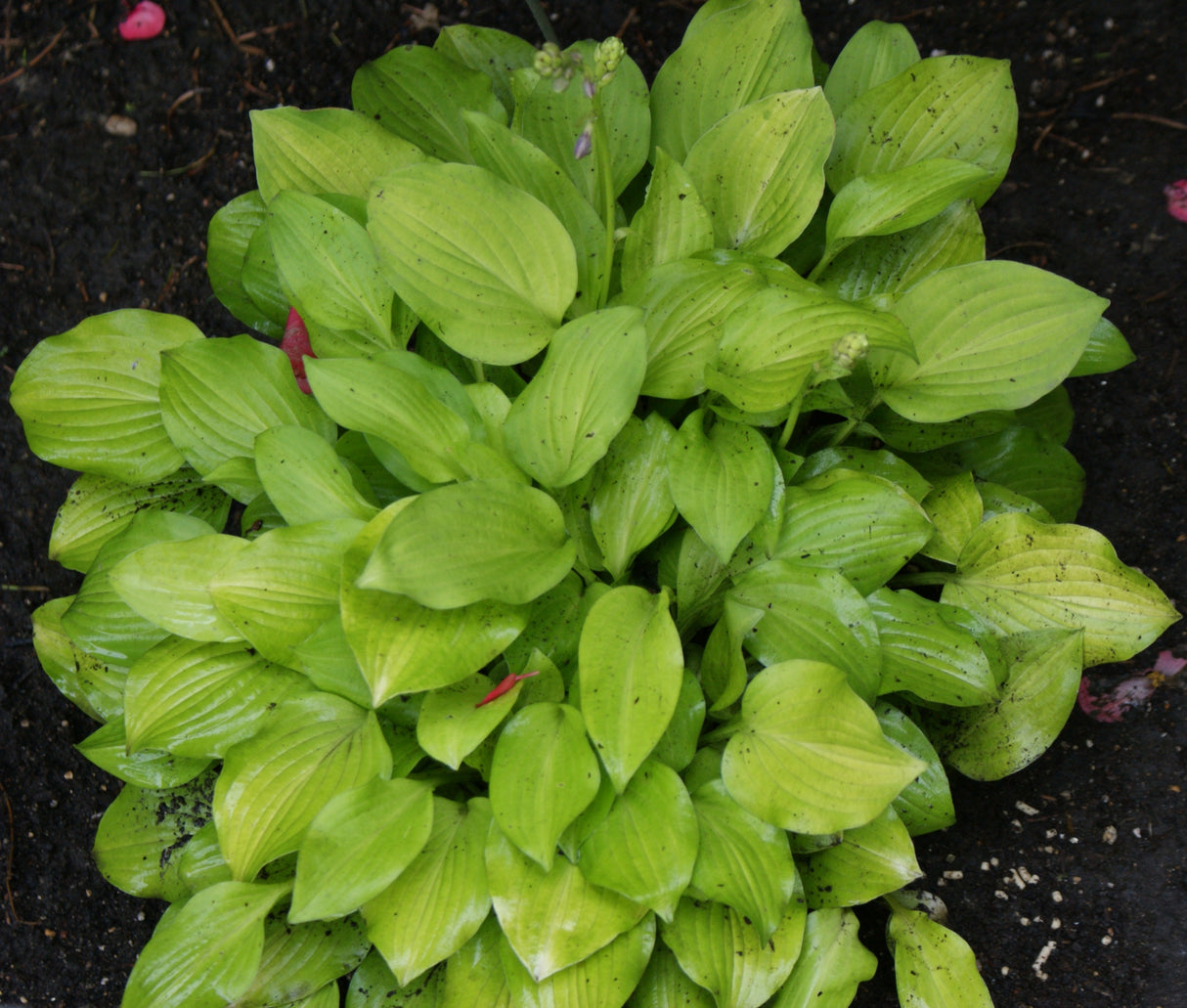 Golden Scepter Hosta