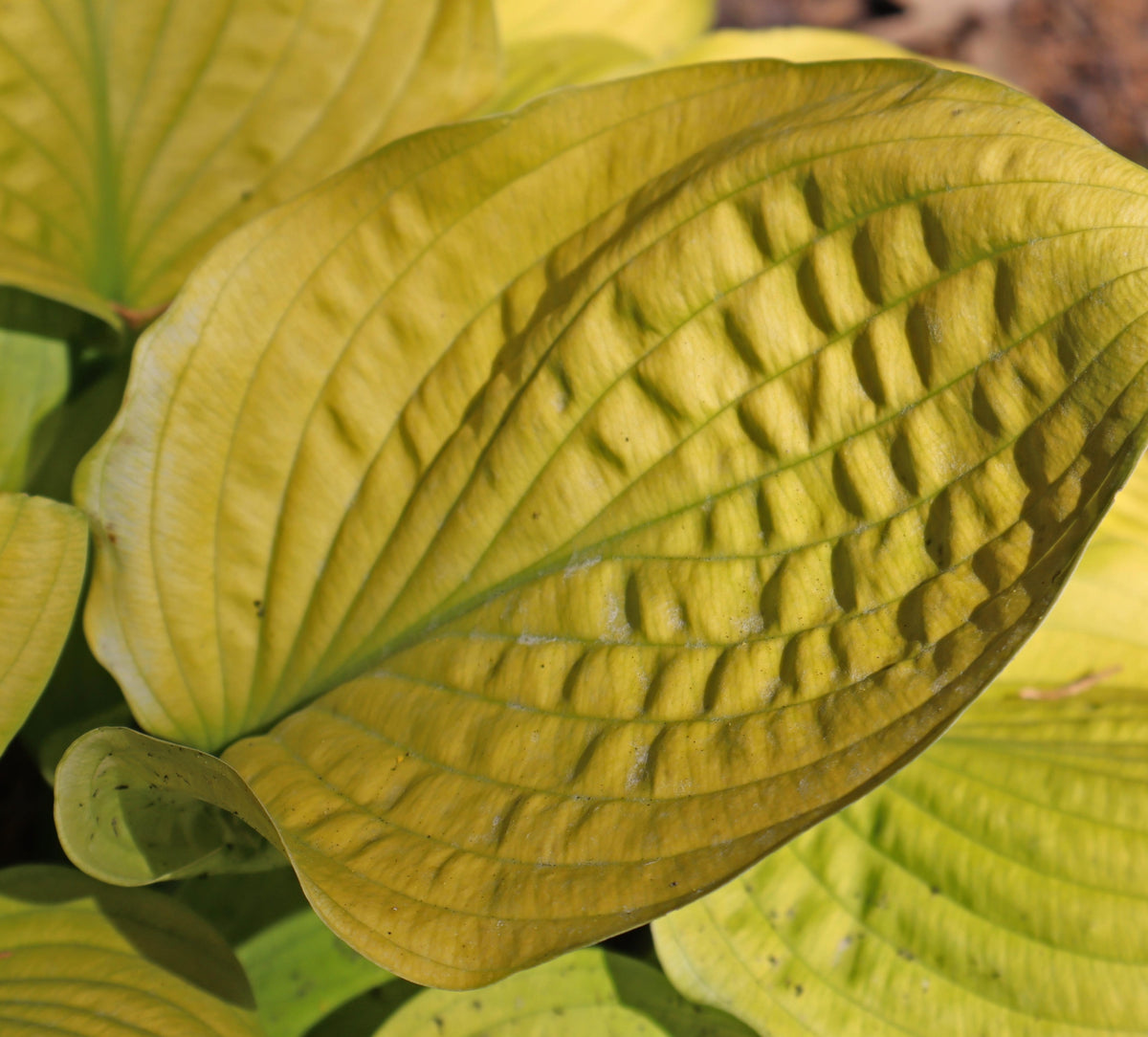 Golden Celebration Hosta