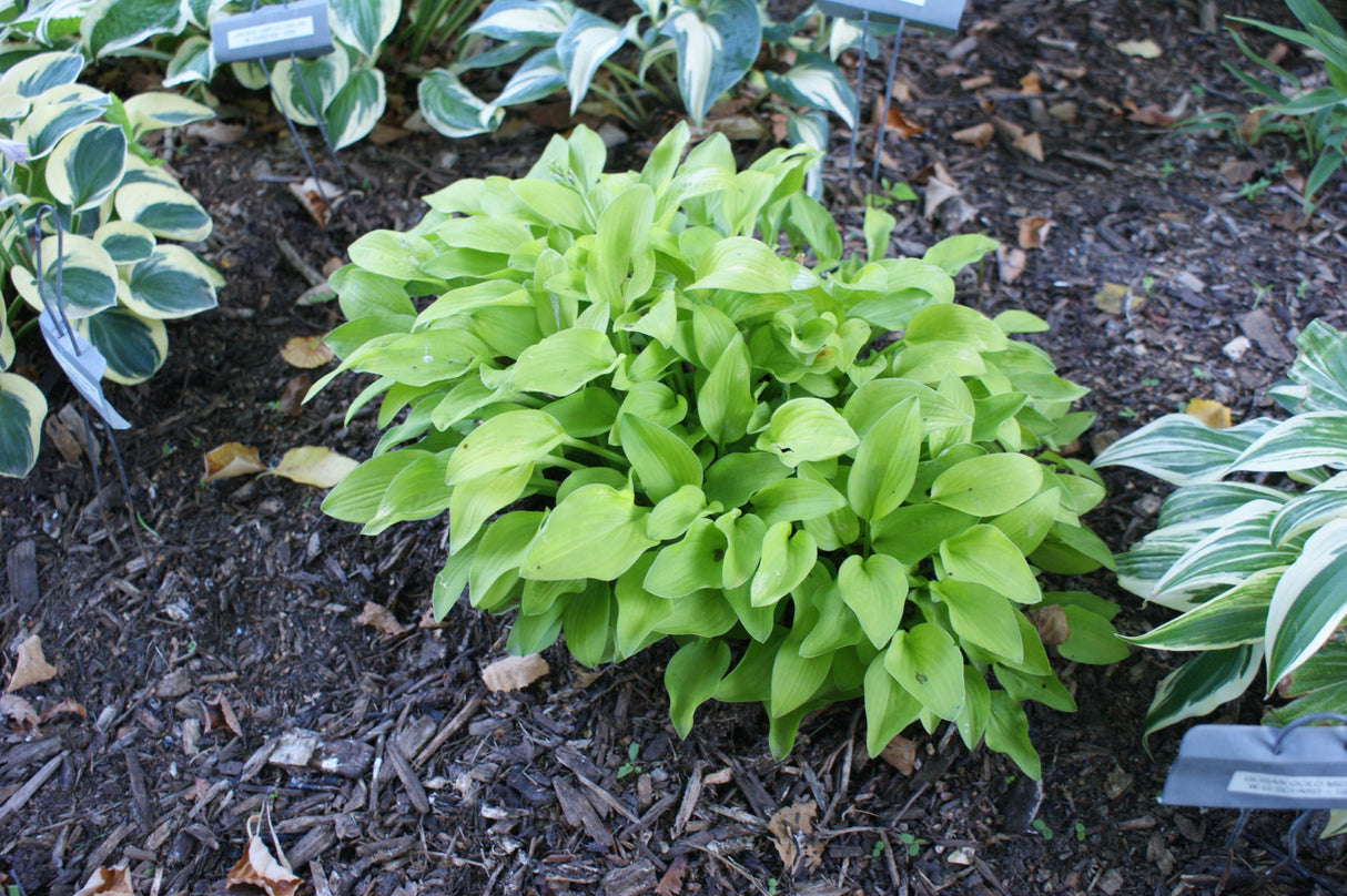 Gosan Gold Midget Hosta