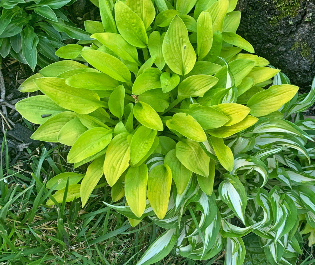 Gosan Gold Midget Hosta