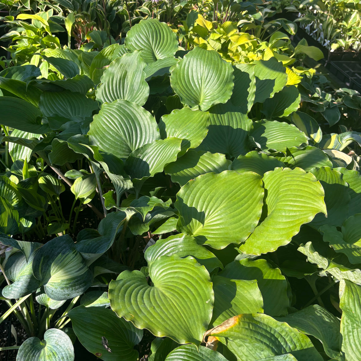 Grand Slam Hosta