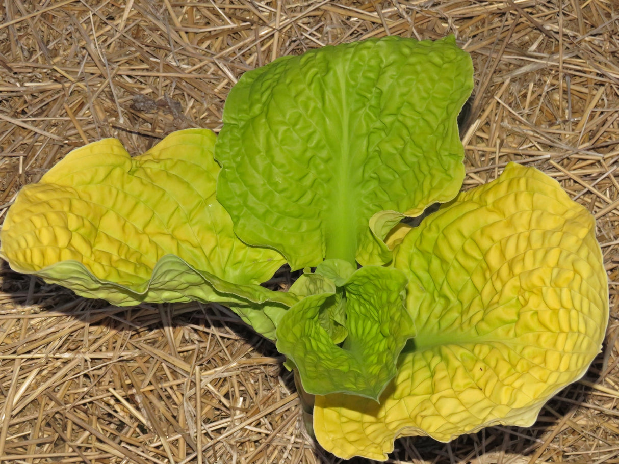 Courtesy of Don Rawson