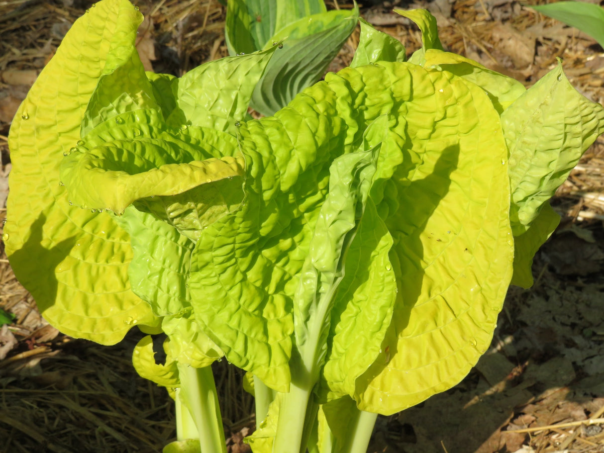 Courtesy of Don Rawson