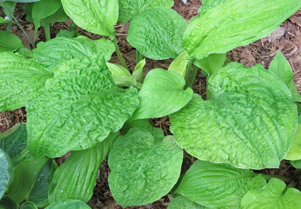 Courtesy of Green Hill Farm