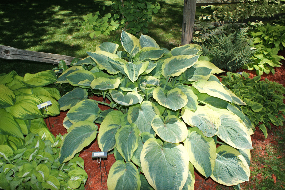 Great Arrival Hosta