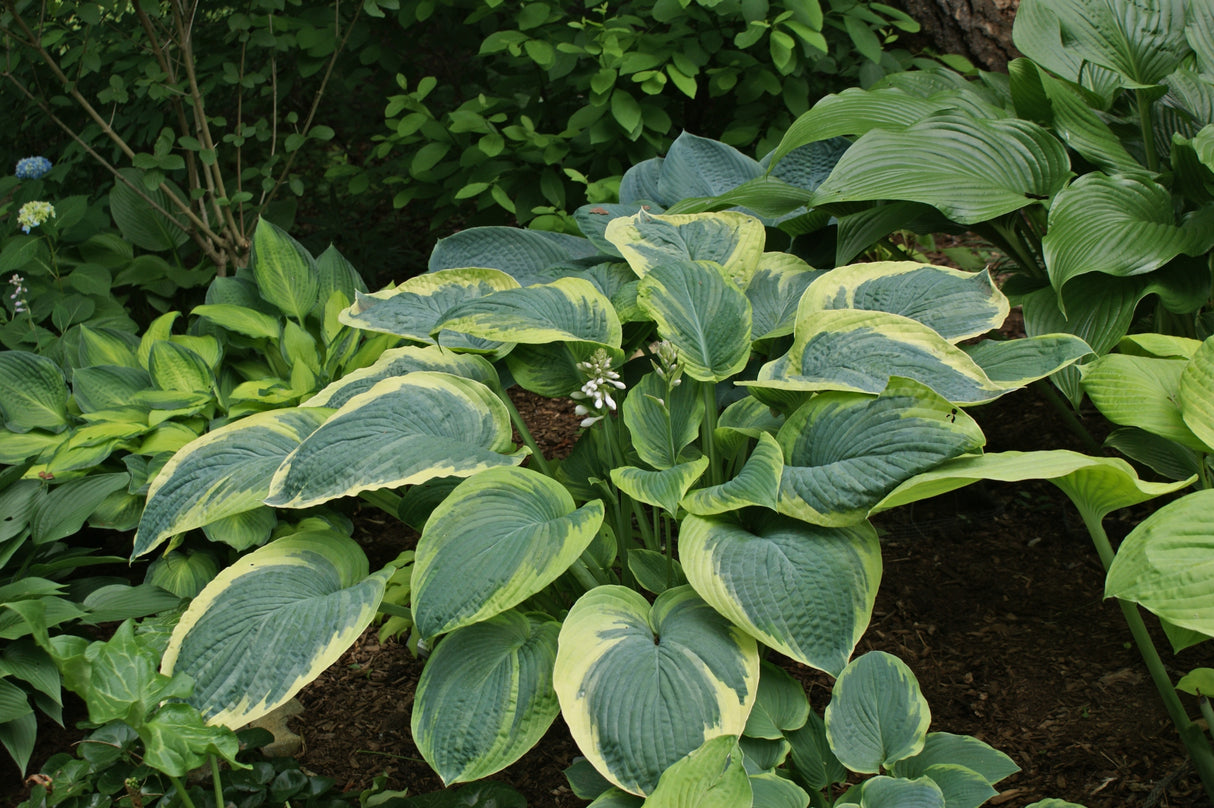 Great Arrival Hosta