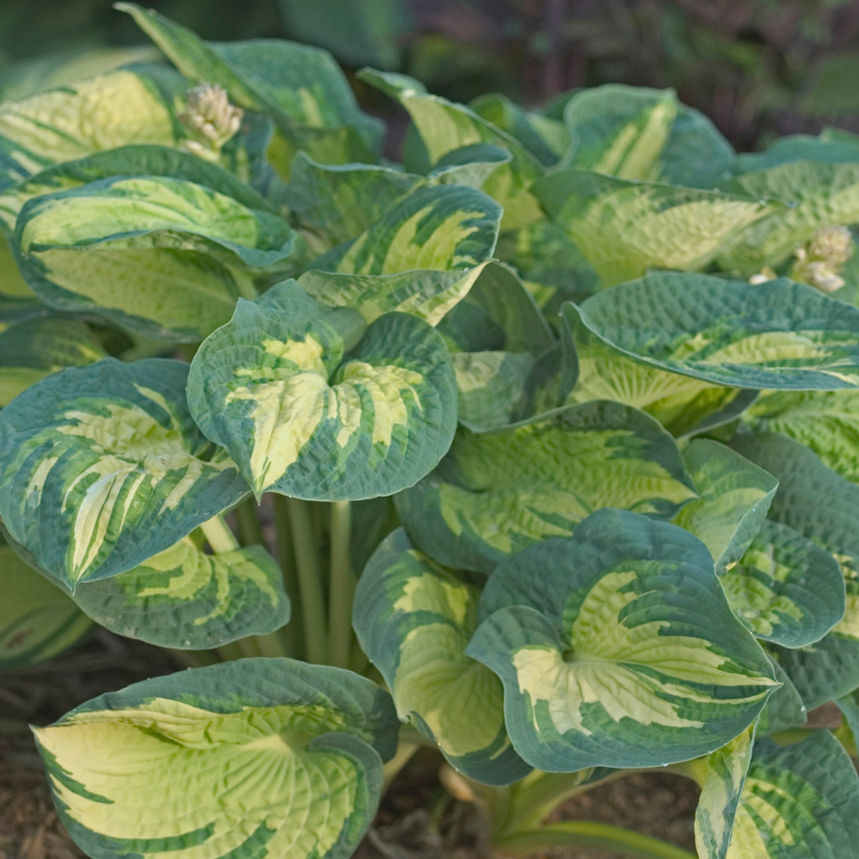 Great Expectations Hosta