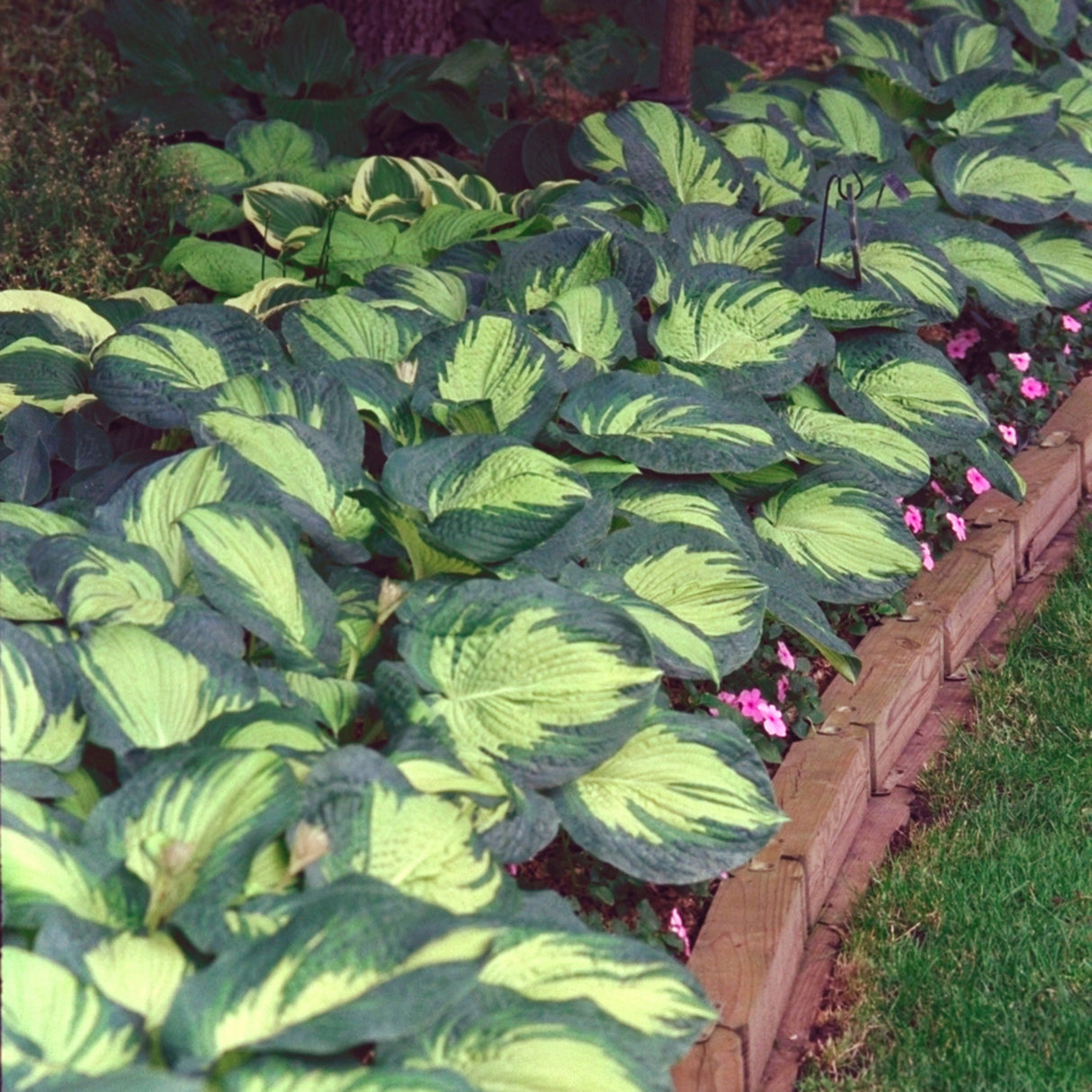 Great Expectations Hosta - 4.5 Inch Container