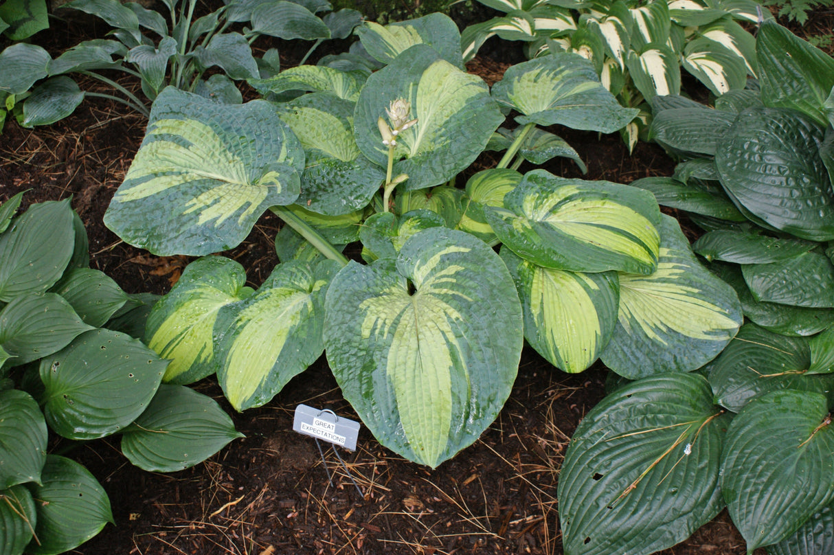 Great Expectations Hosta - 4.5 Inch Container