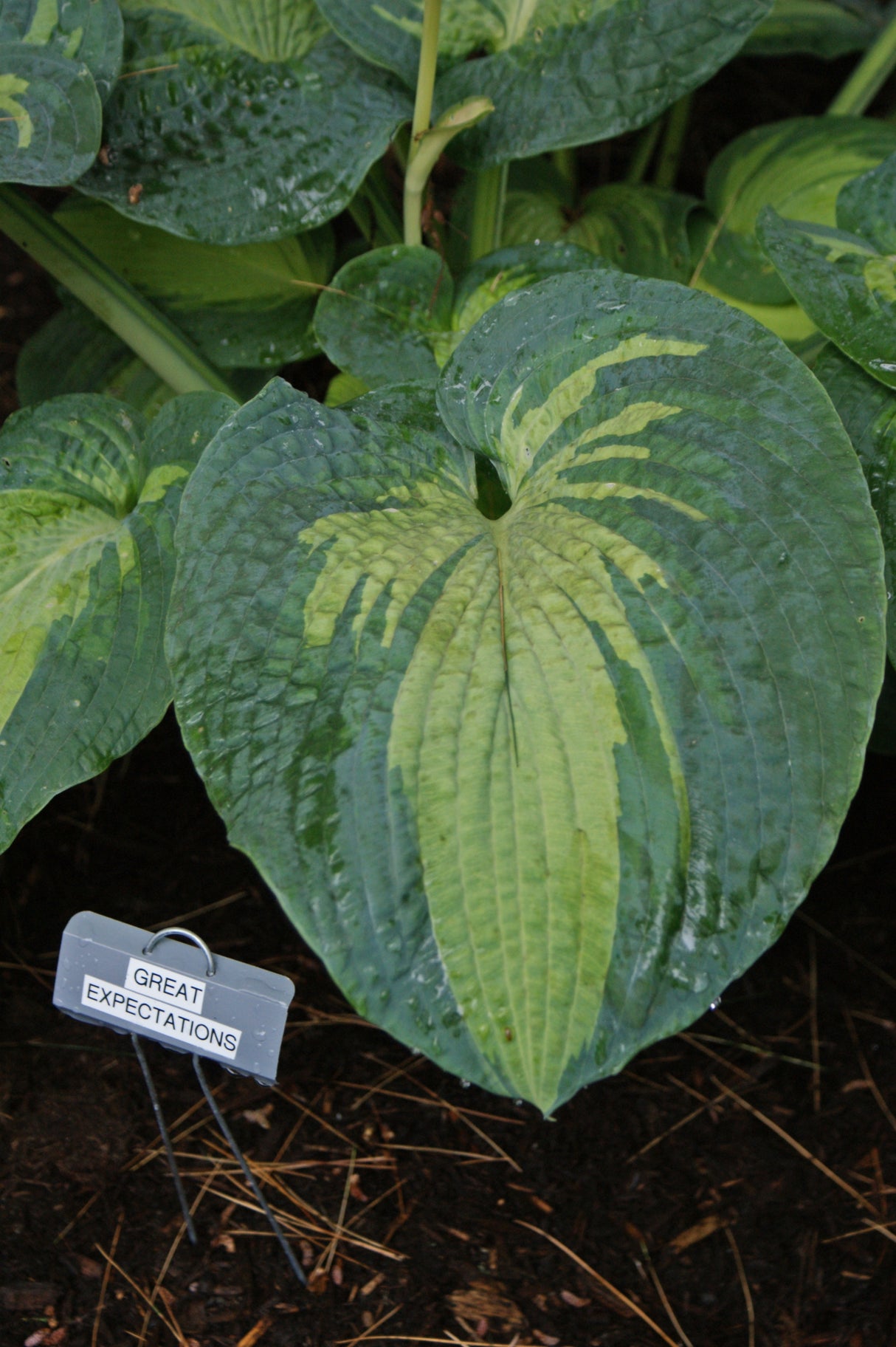 Great Expectations Hosta