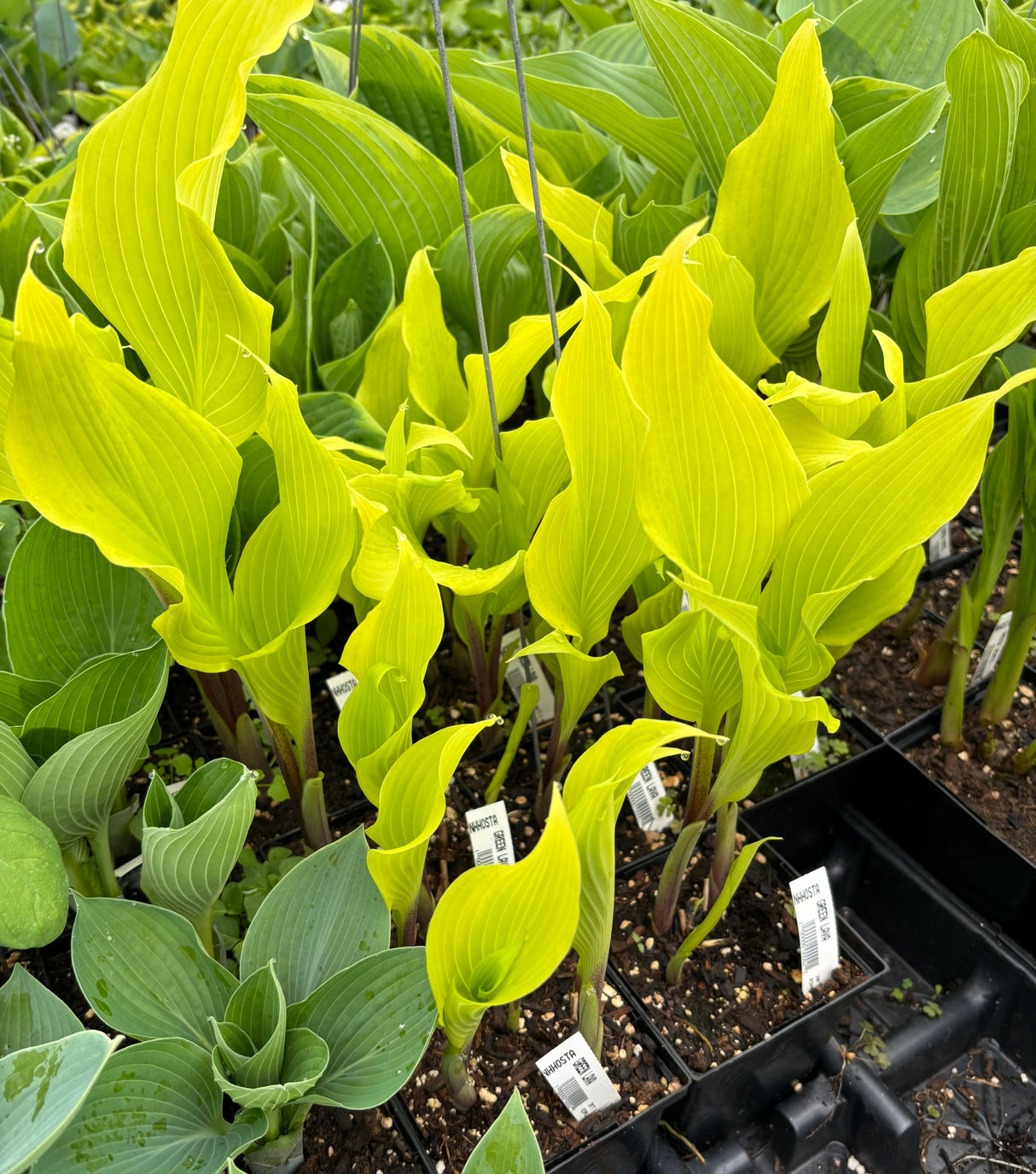 Green Lava Hosta