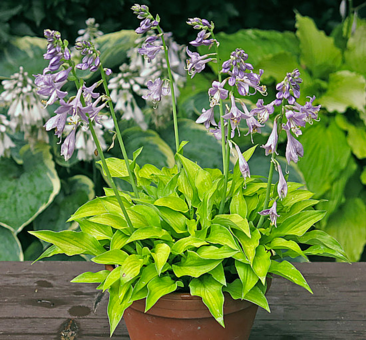 Ground Sulphur Hosta