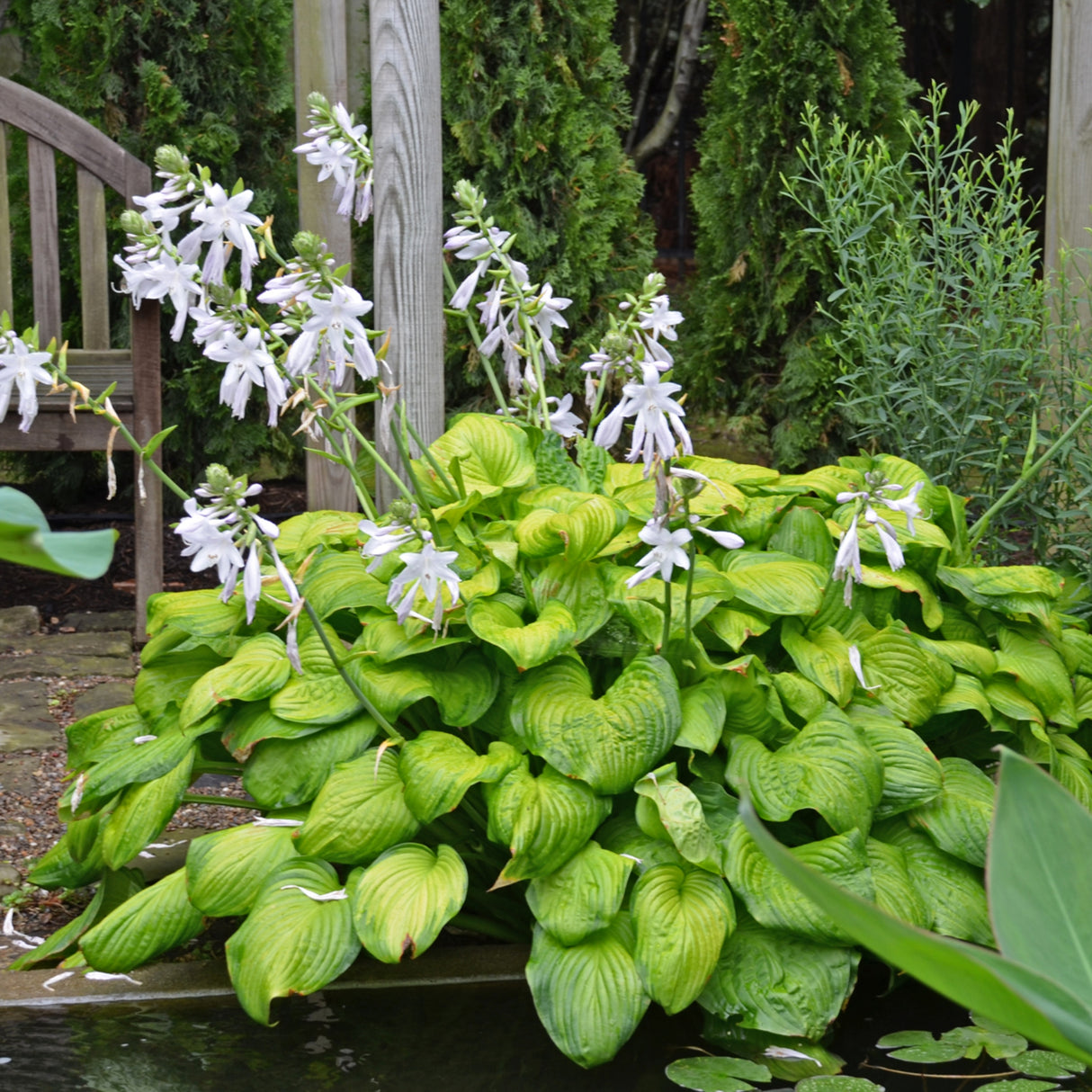 Guacamole Hosta