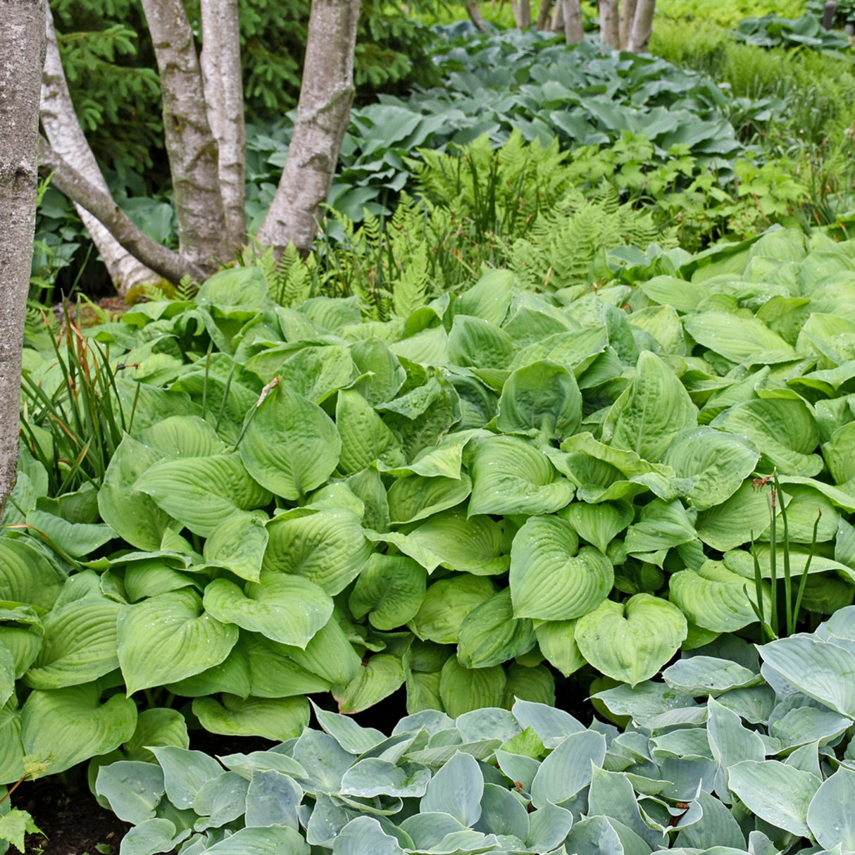 Guacamole Hosta