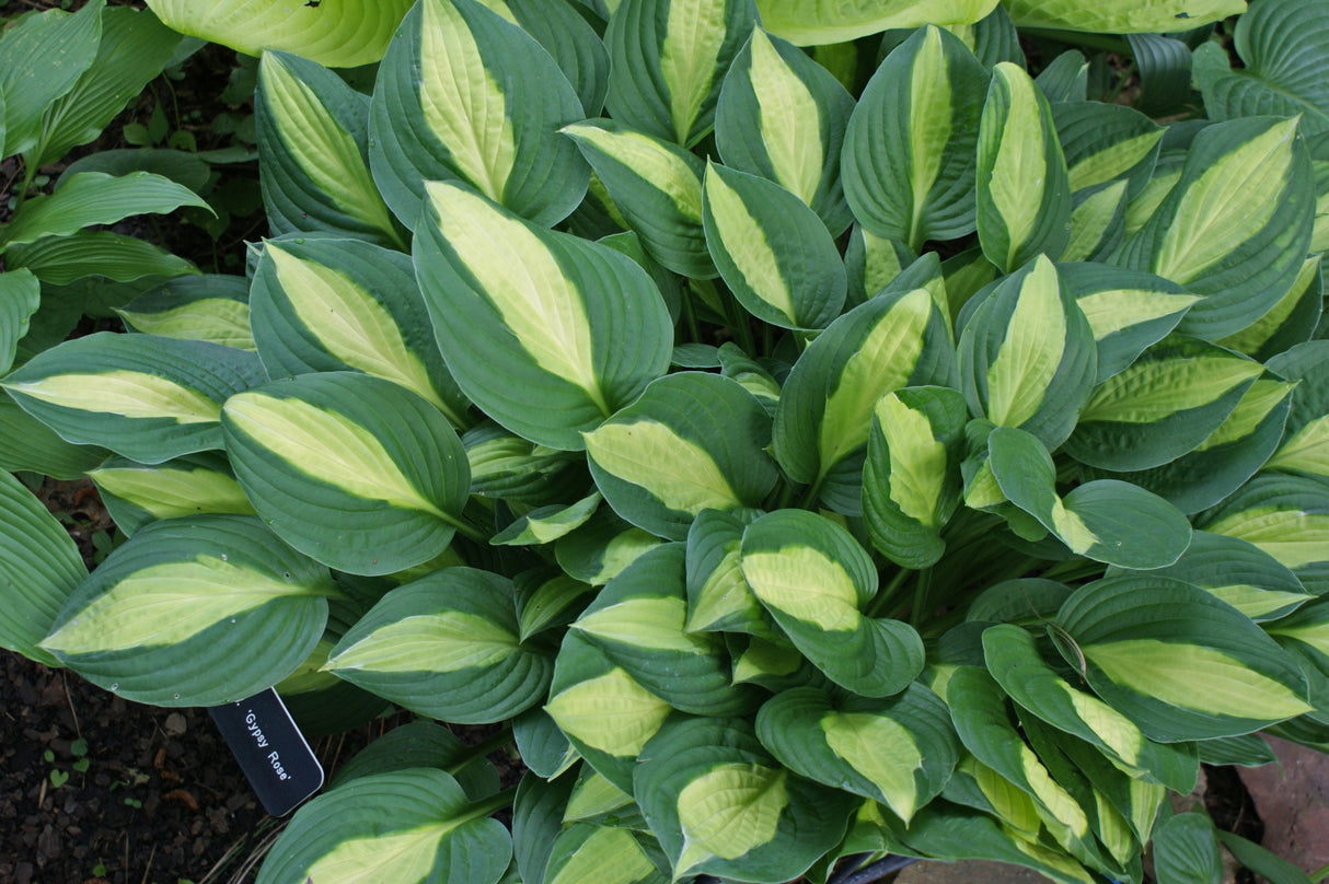 Gypsy Rose Hosta - 4.5 Inch Container