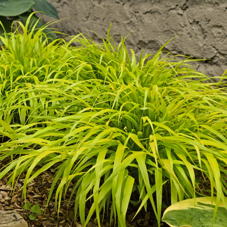 Hakonechloa macra 'All Gold'