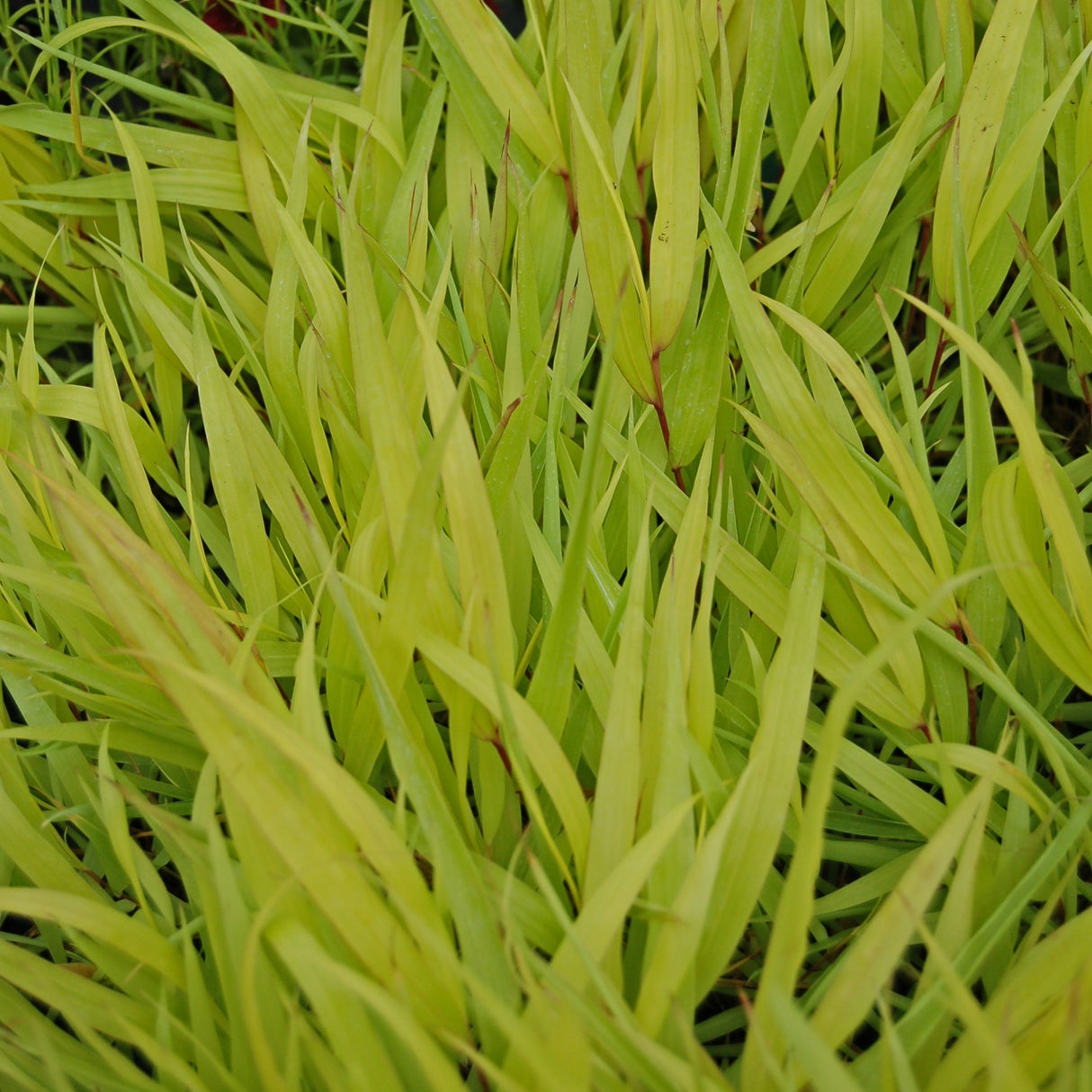 Hakonechloa macra 'All Gold'