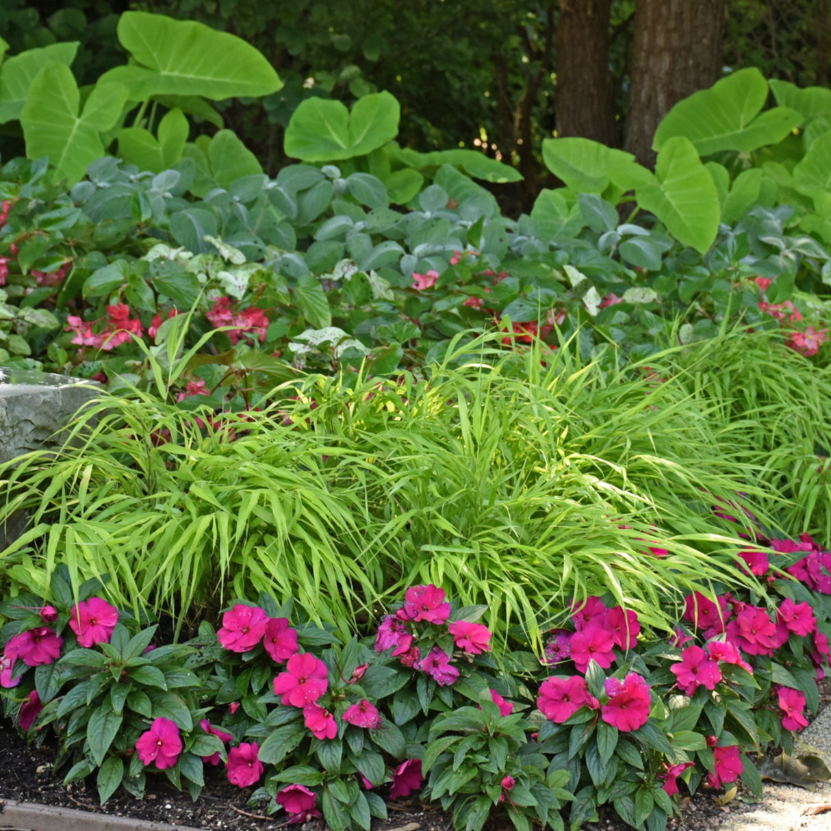 Hakonechloa macra 'All Gold'