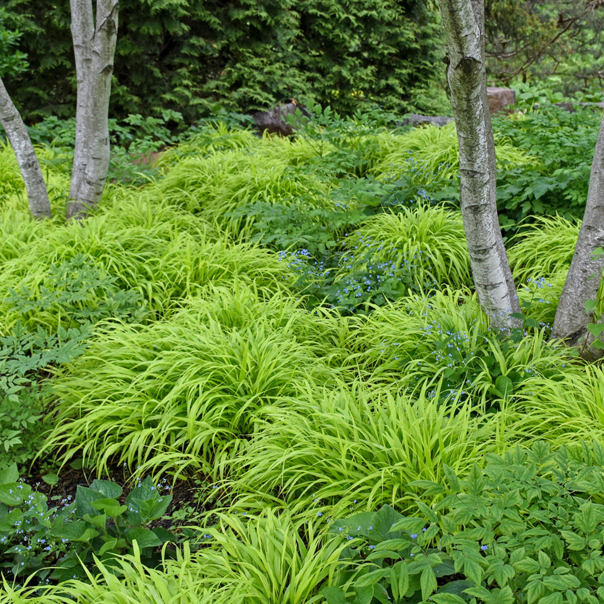 Hakonechloa macra 'All Gold'