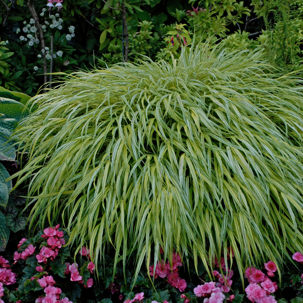 Hakonechloa macra 'Aureola'