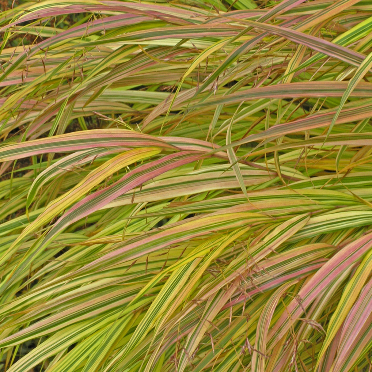 Hakonechloa macra 'Aureola'