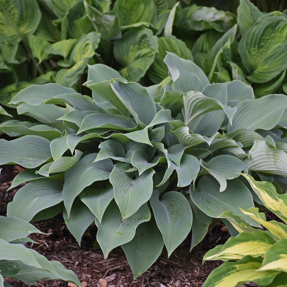 Halcyon Hosta