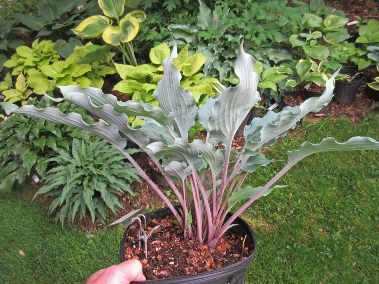 Hammerin Cameron Hosta