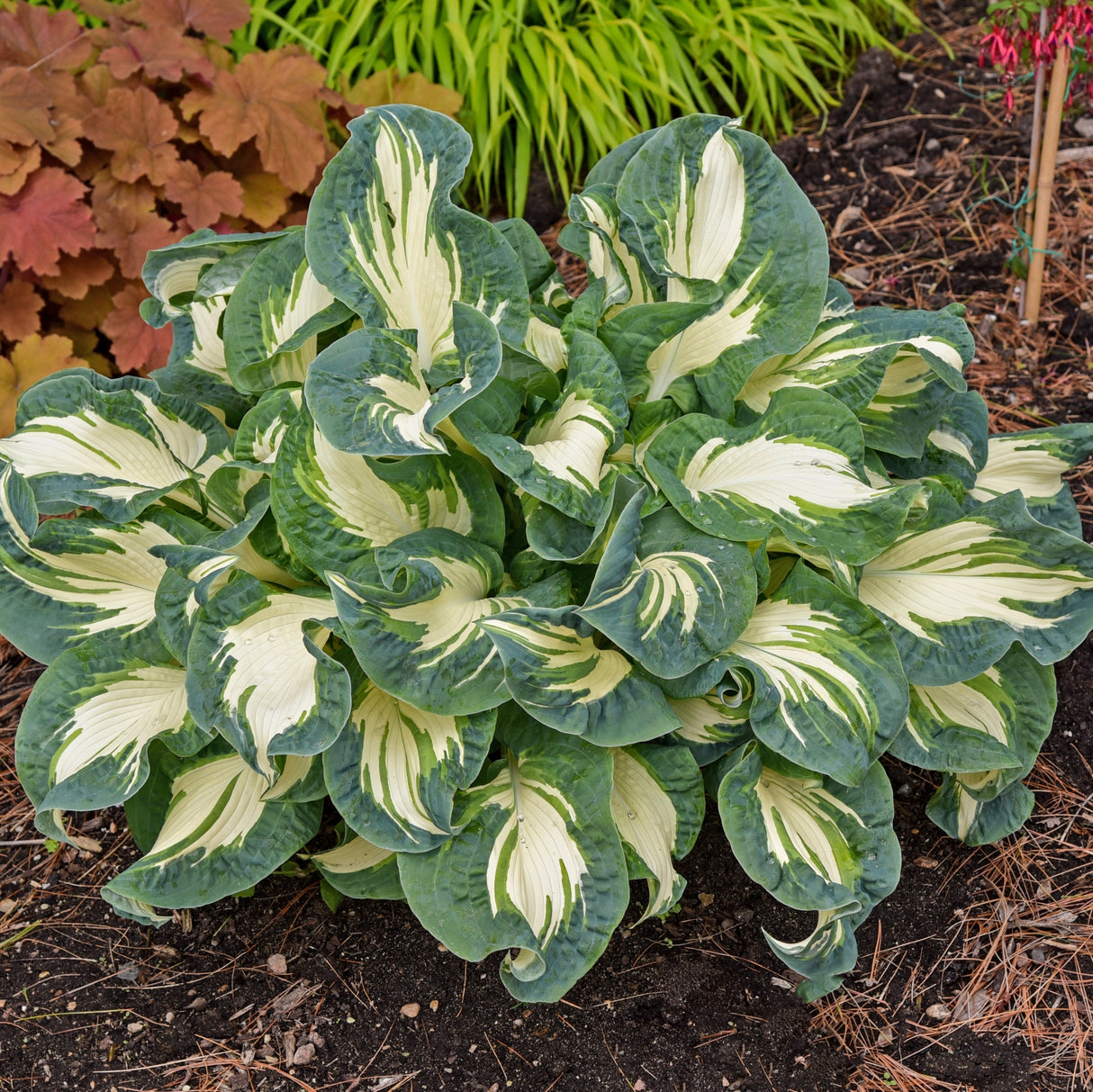 Hans Hosta - 4.5 Inch Container