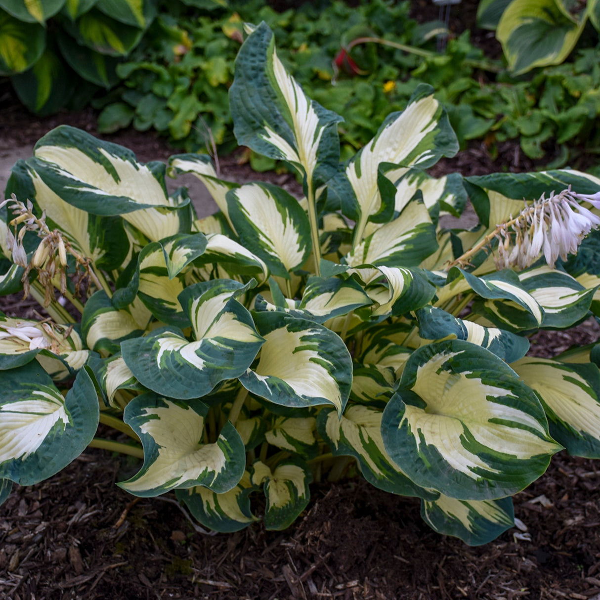 Hans Hosta