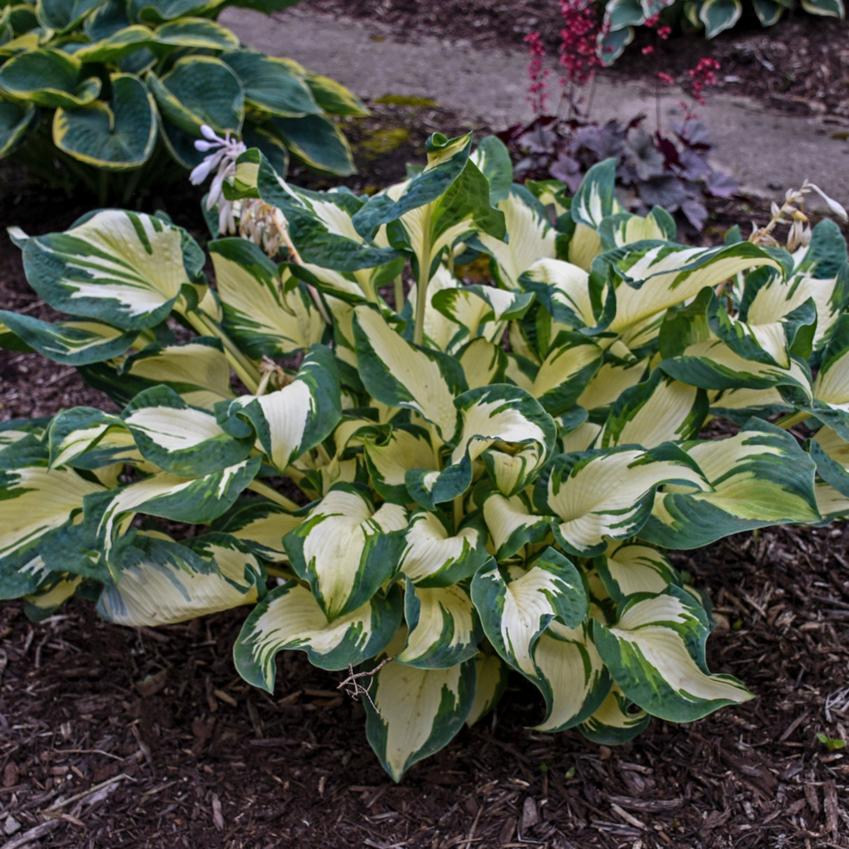 Hans Hosta