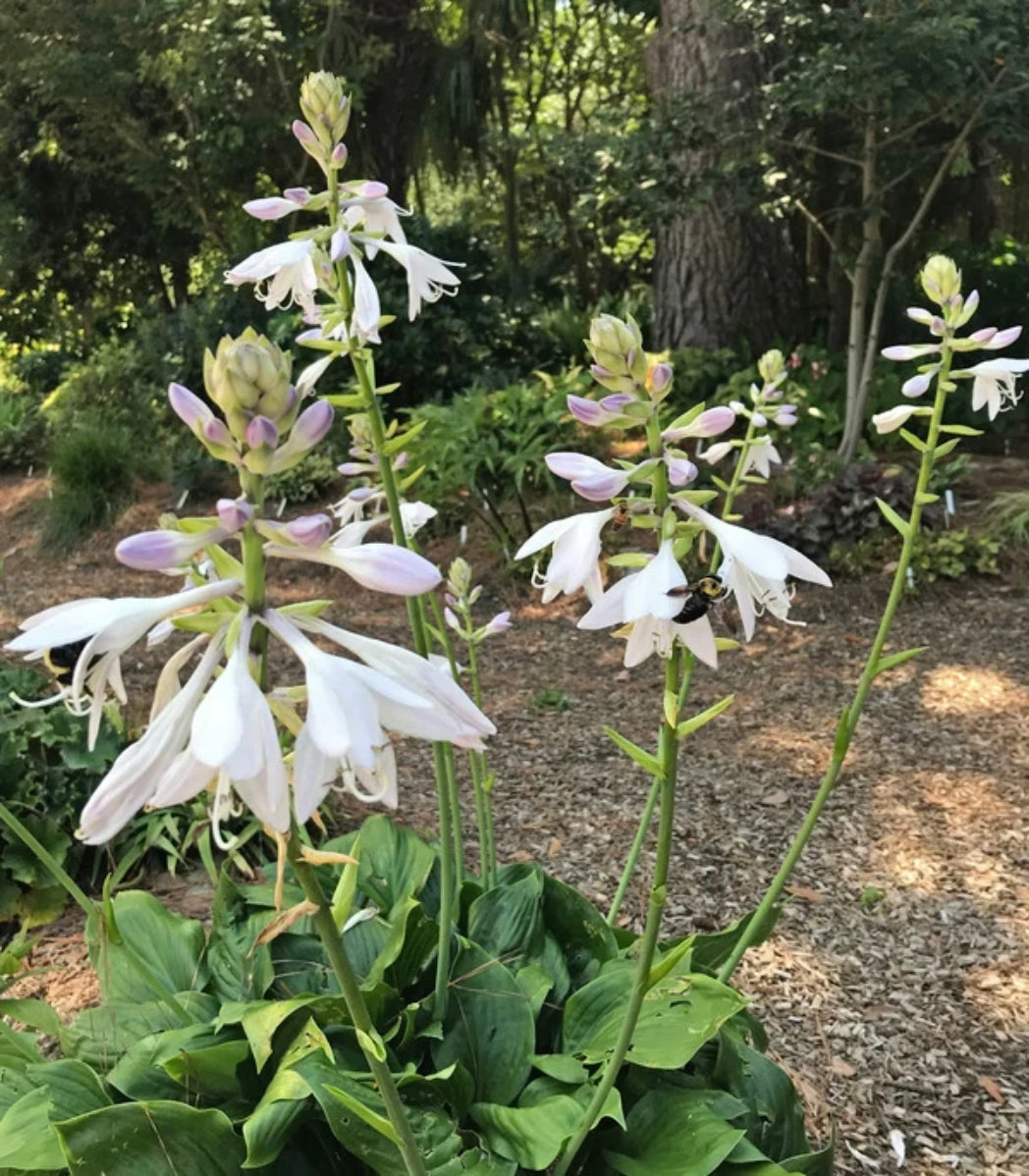 Hans Solo Hosta Courtesy of Plant Delights Nursery