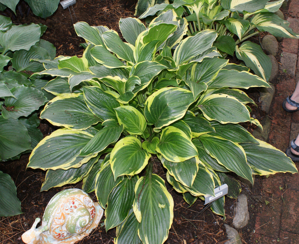 Harpoon Hosta
