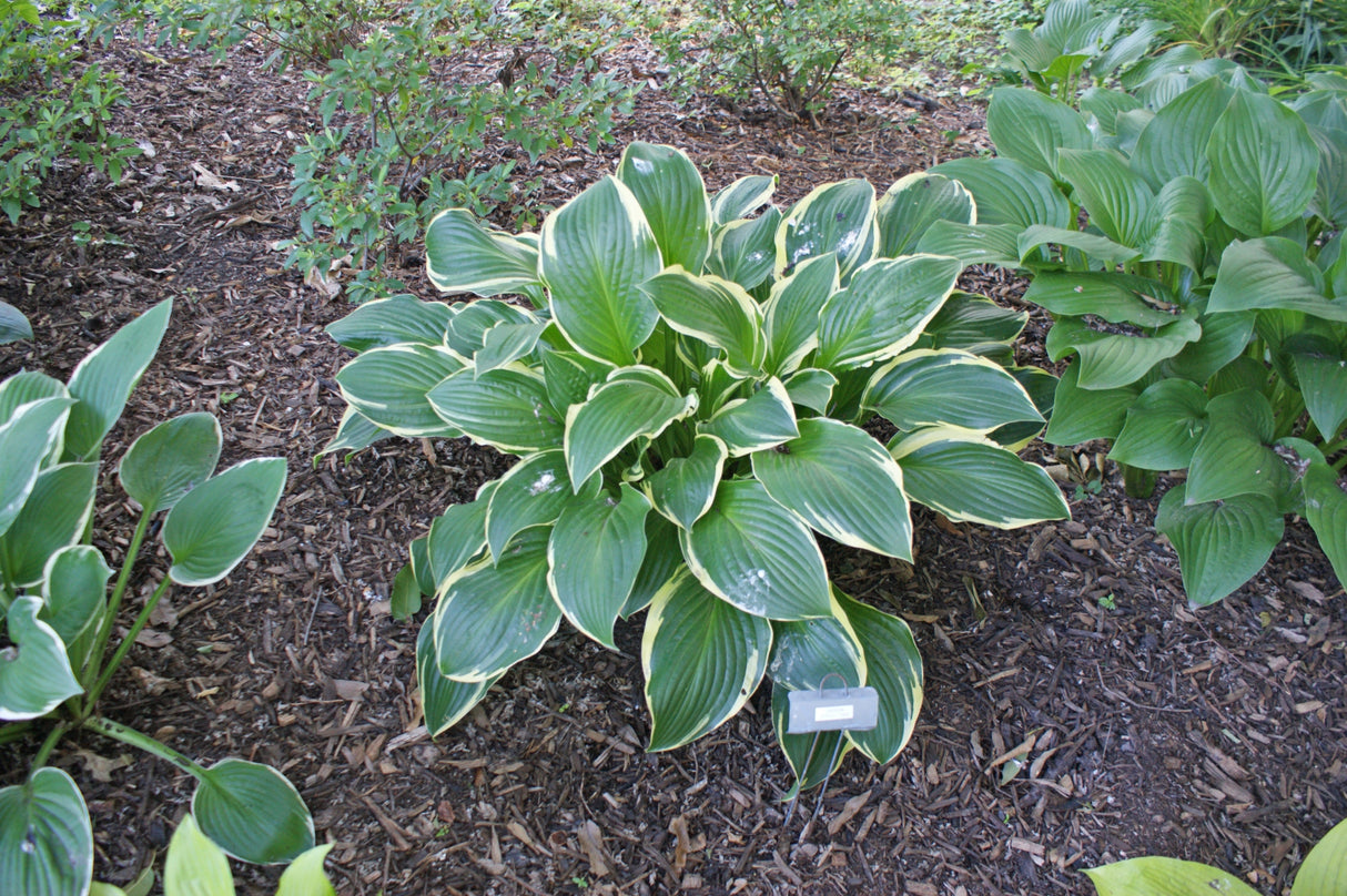 Harpoon Hosta