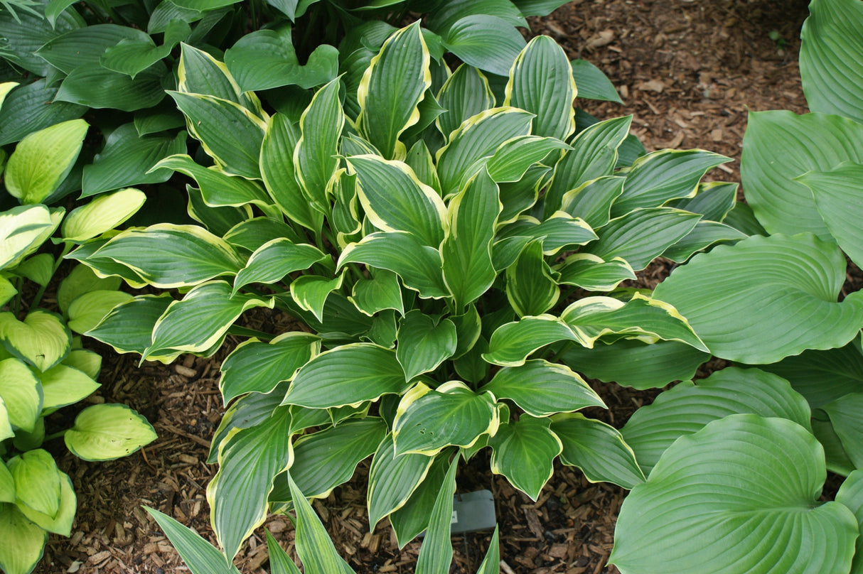 Harpoon Hosta