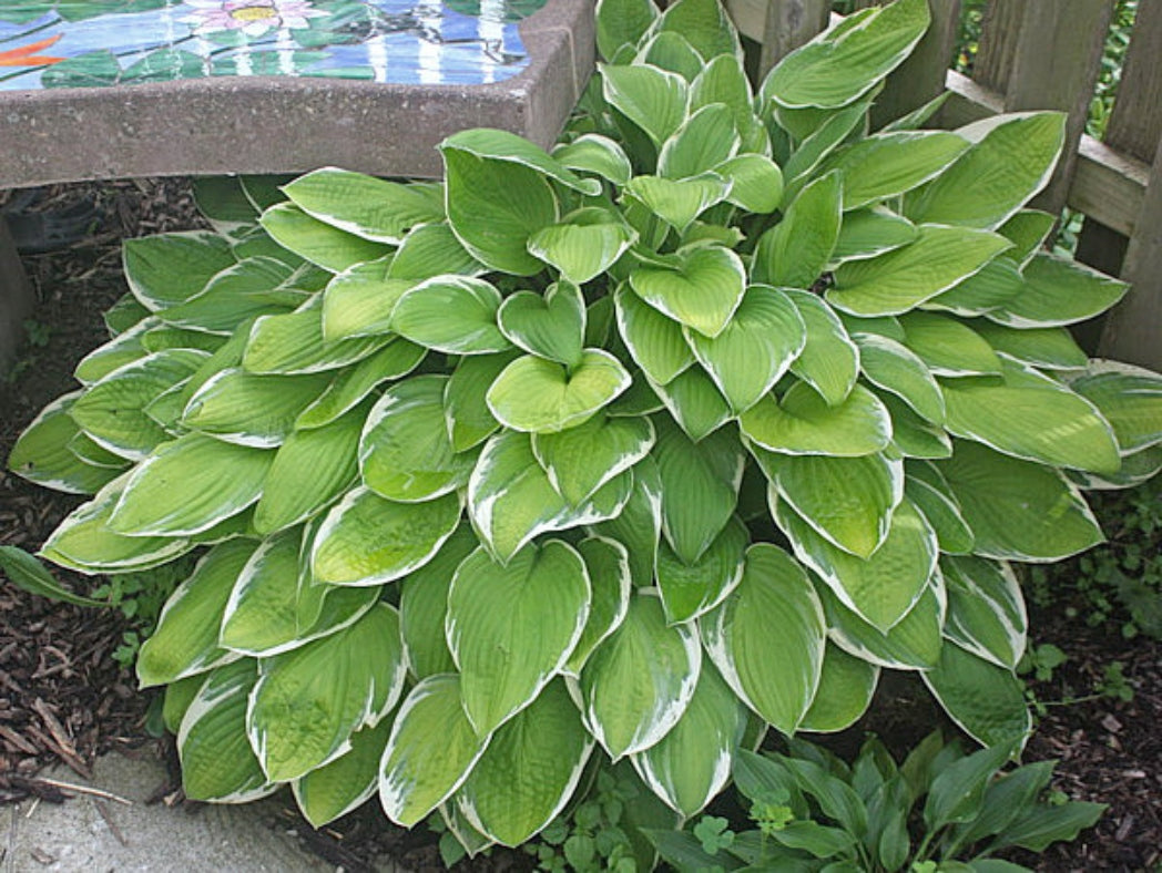Hasta Manana Hosta Courtesy of The Hosta Library