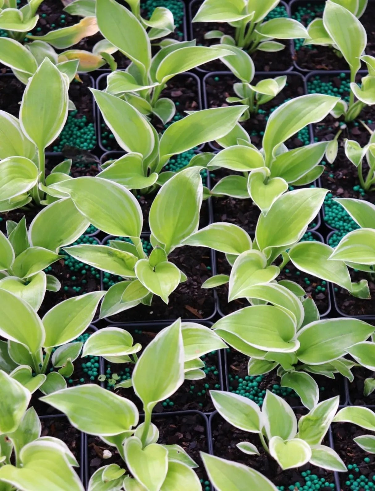 Hat Trick Hosta - Available in May!