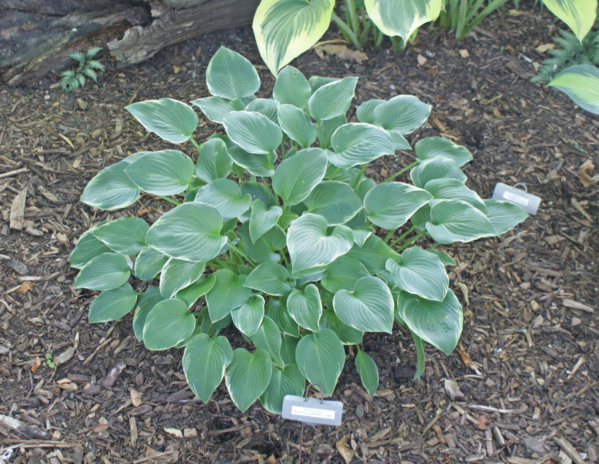 Heartsong Hosta