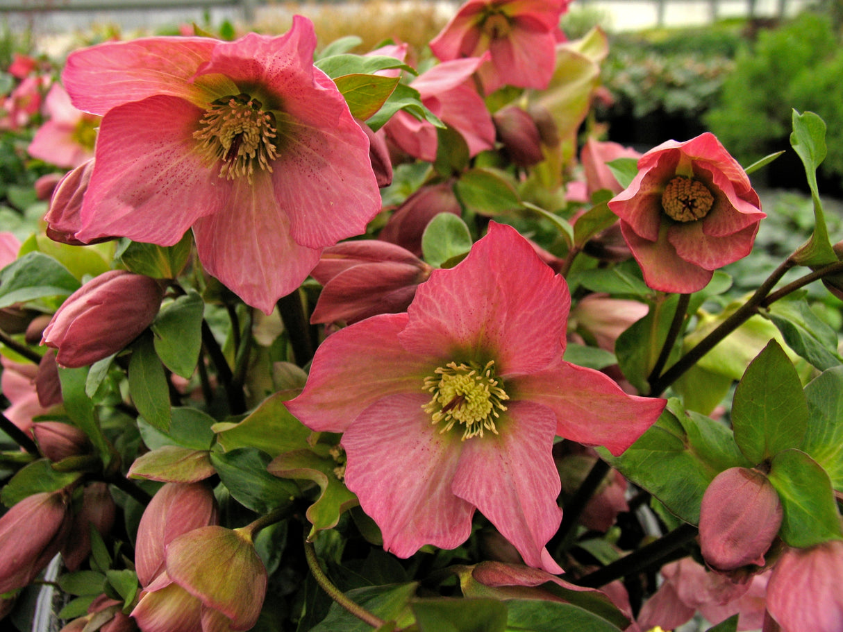 Helleborus x lemonnierae 'Walberton's Rosemary' PP19,439