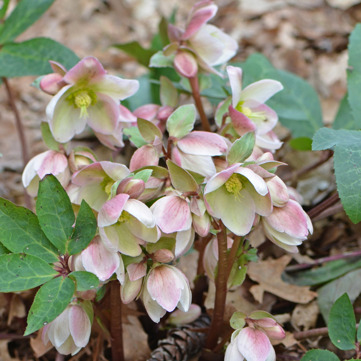 Helleborus 'Ivory Prince' ('Walhelivor' PP16199)