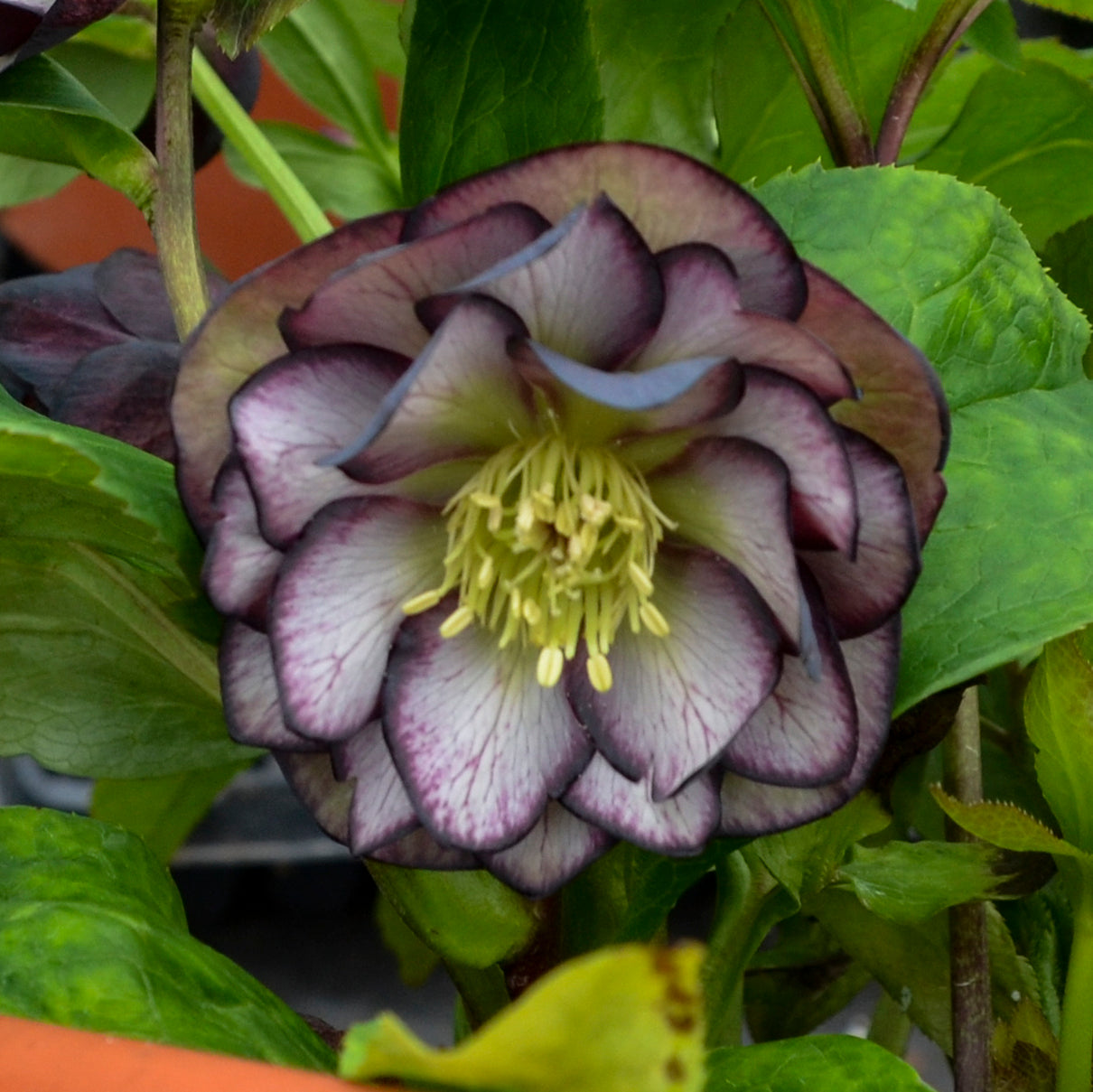 Helleborus 'Black Tie Affair'