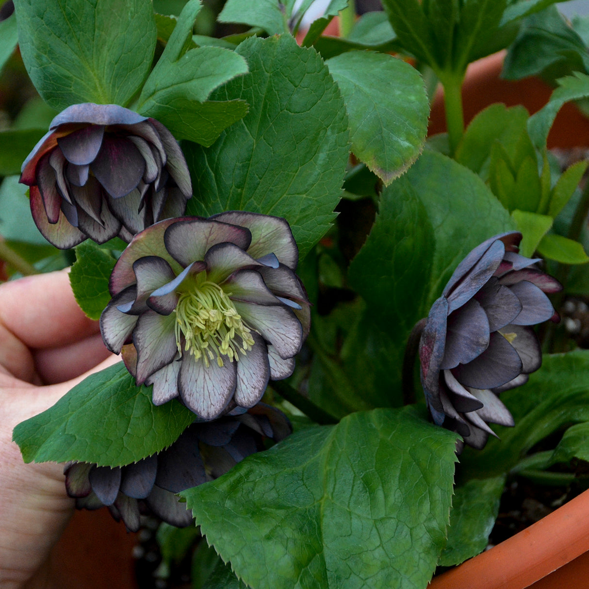 Helleborus 'Black Tie Affair'