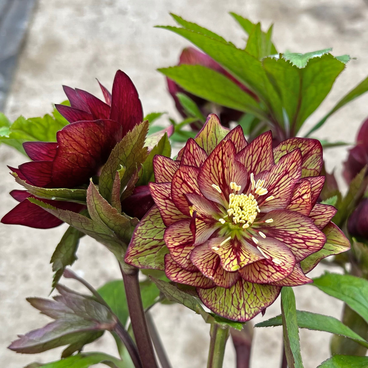 Helleborus 'Childhood Sweetheart'